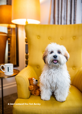 Pet-friendly amenities at InterContinental New York Barclay
